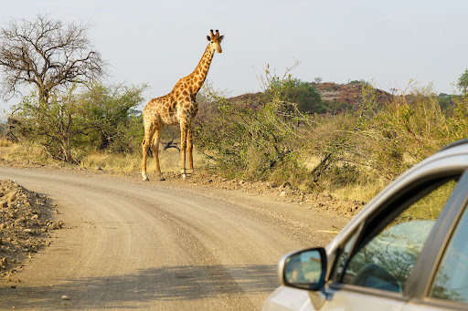Tanzania Safari
