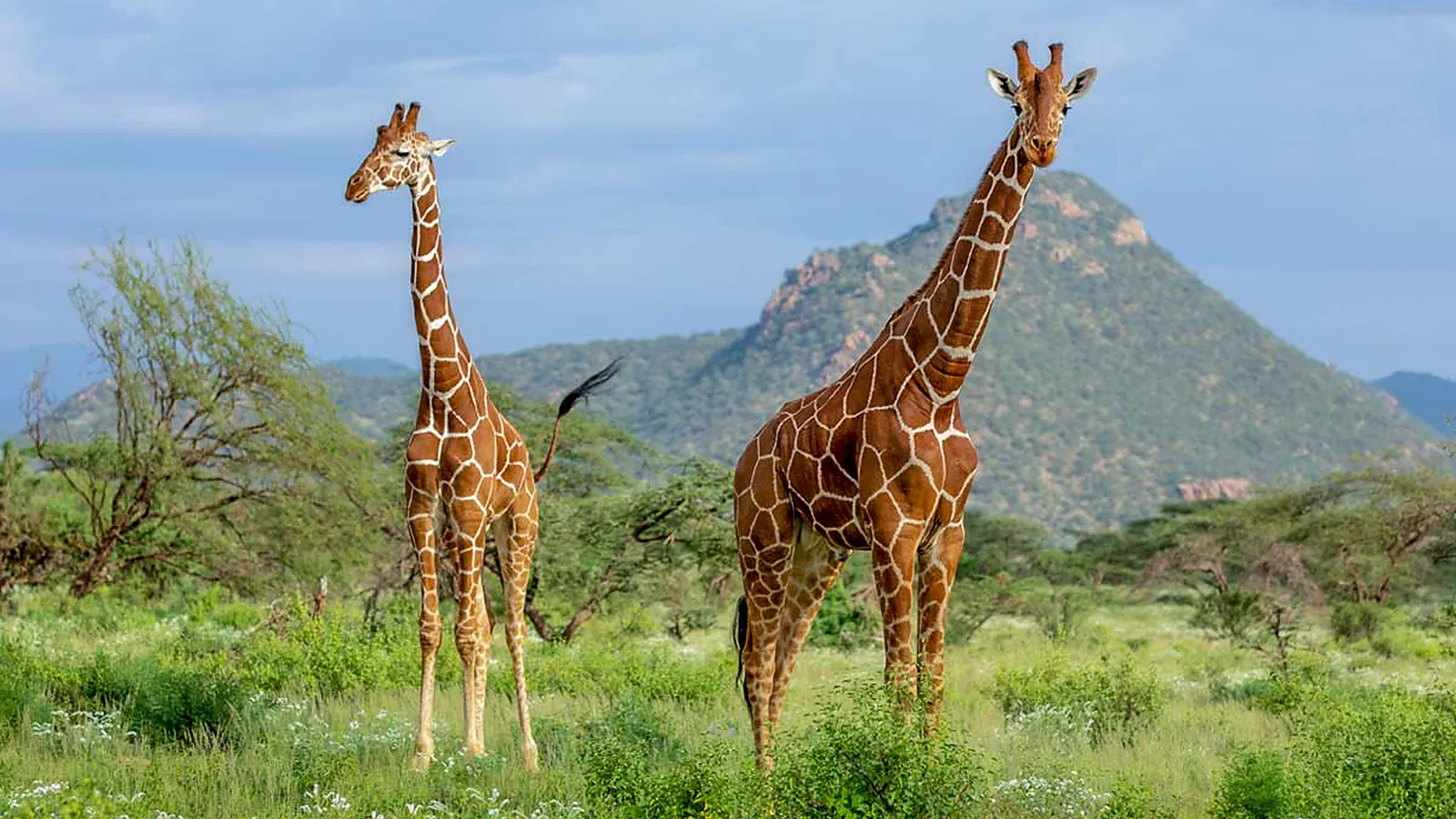 1 Day Mkomazi National Park Safari from Moshi 2026 to 2027