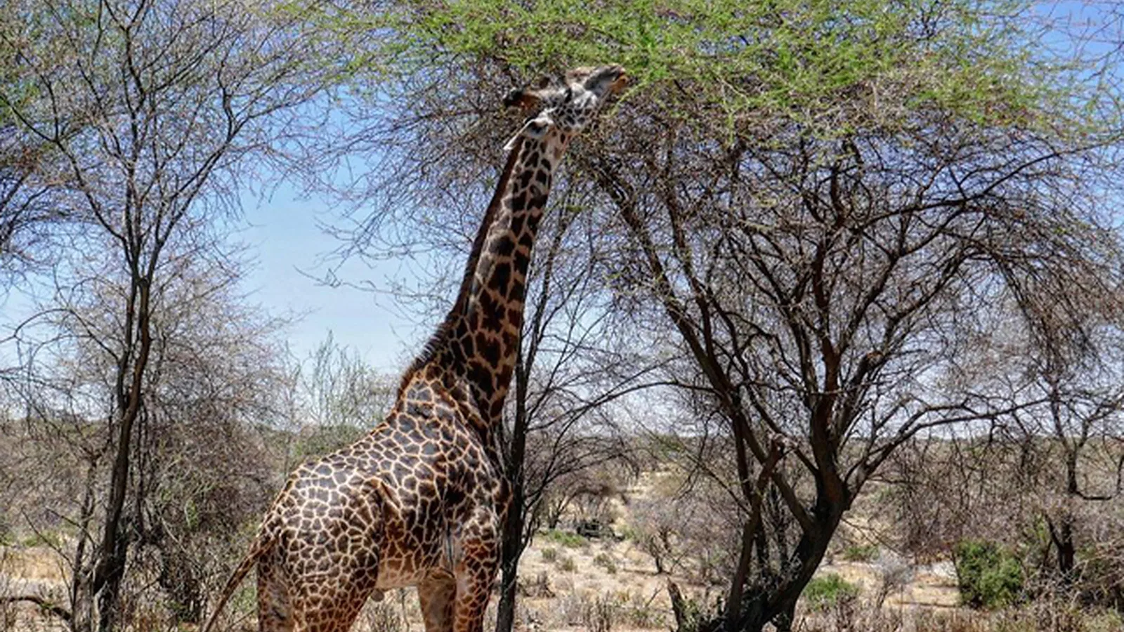 10 Days Comfort Lodge Tanzania Safari 2026 to 2027: Lake Eyasi Ngorongoro Serengeti