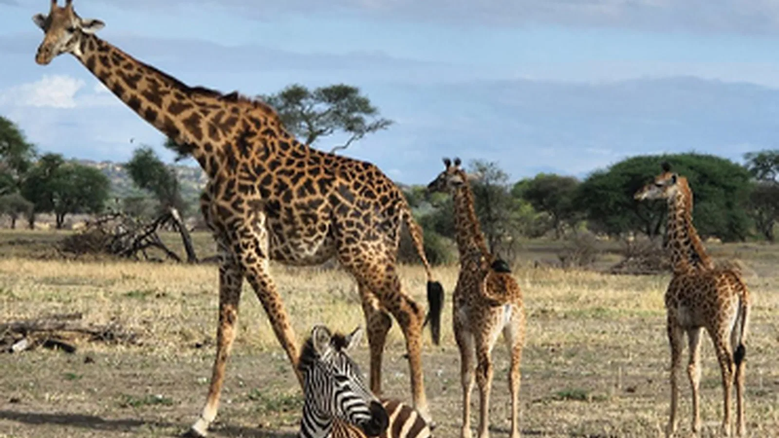 10 Days Great Migration Tanzania Safari 2026 to 2027: Lake Natron Serengeti Ngorongoro