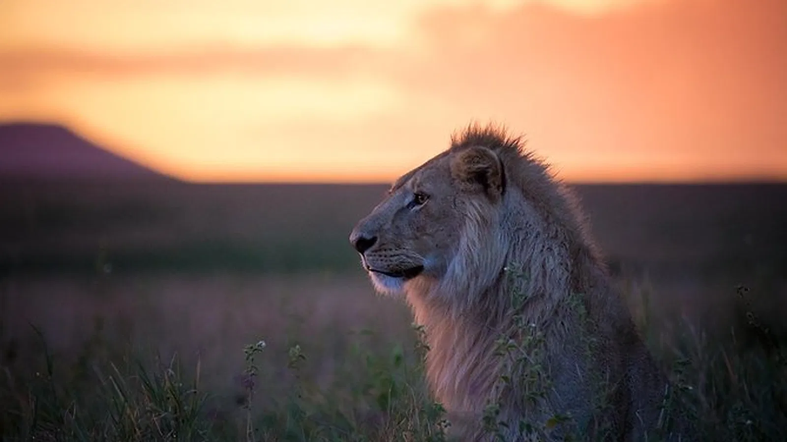 10 Days Honeymoon Tanzania Safari 2026 to 2027: Tarangire Ndutu Ngorongoro