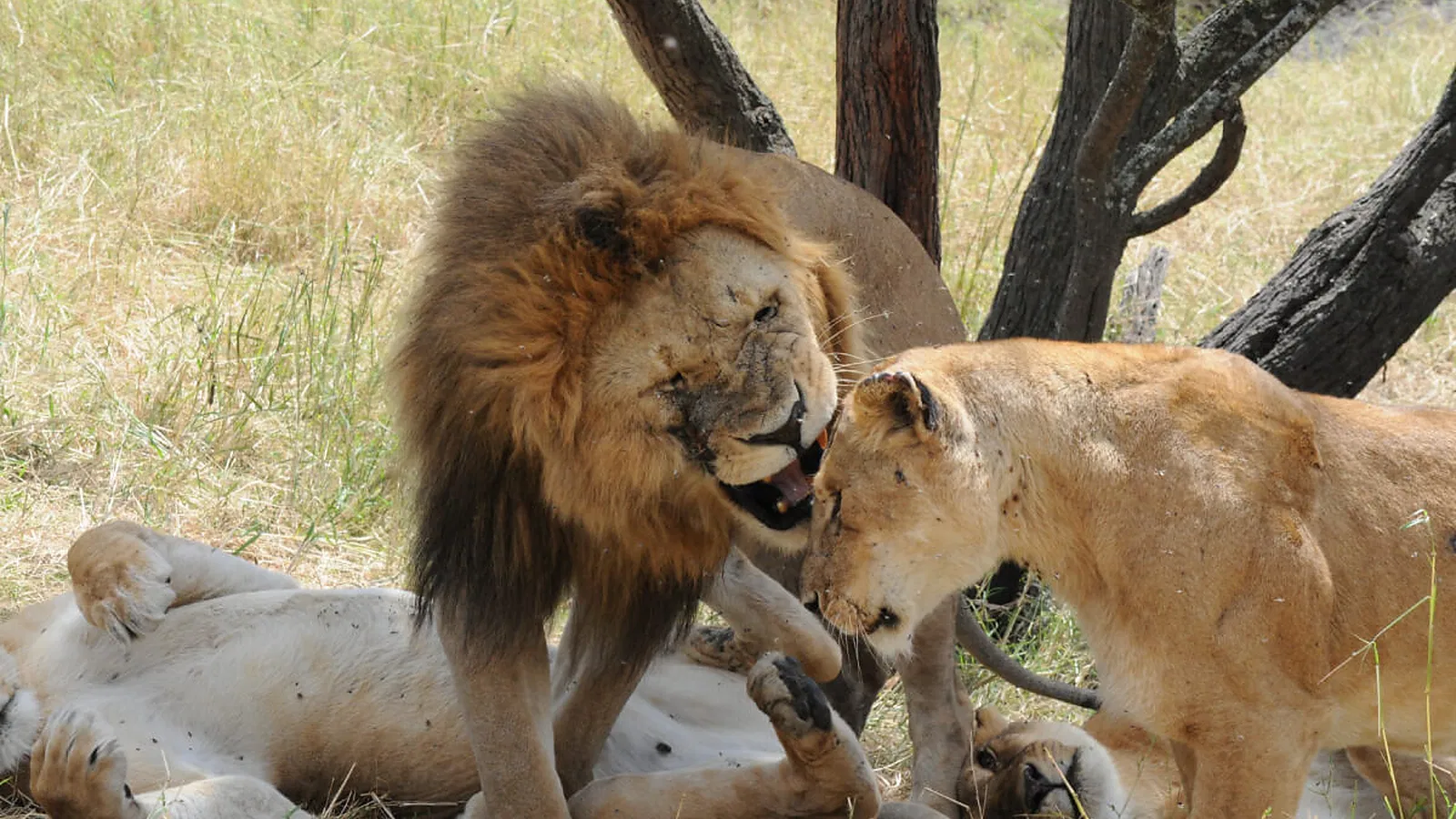 10 Days Safari and Zanzibar Package 2026 to 2027