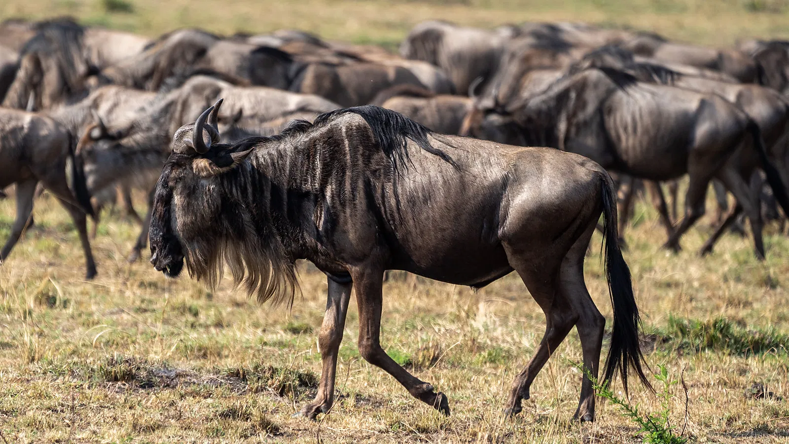 11 Days Budget Camping Tanzania Safari 2026 to 2027: Tarangire Serengeti Ngorongoro