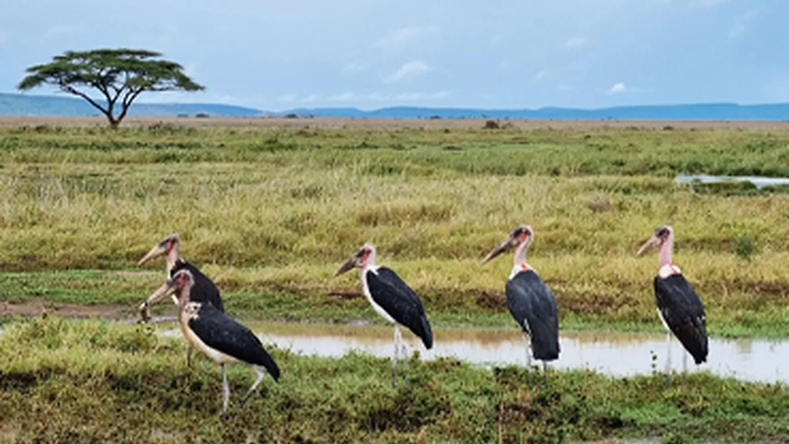 11 Days Classic Northern Circuit Tanzania Safari 2026 to 2027: Tarangire Ngorongoro