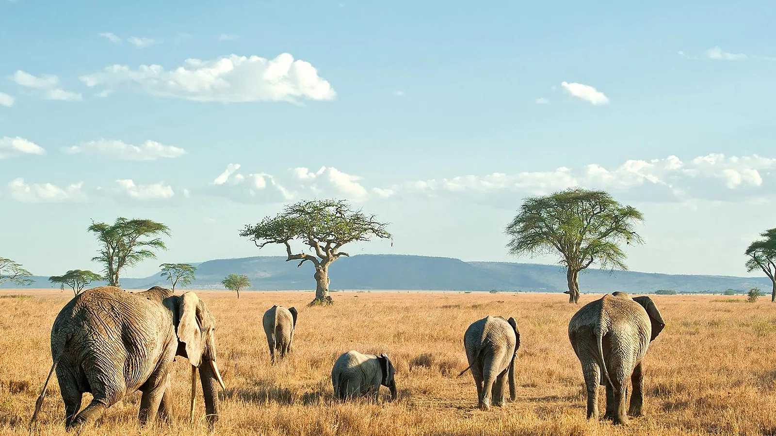 12 Days Honeymoon Tanzania Safari 2026 to 2027: Tarangire Serengeti Ngorongoro
