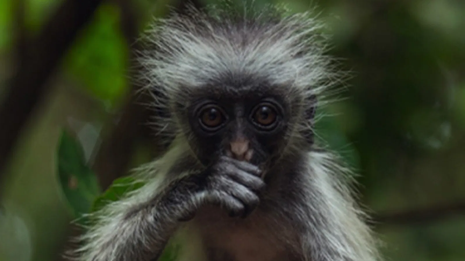 12 Days Private Kilimanjaro and Zanzibar Package 2026 to 2027