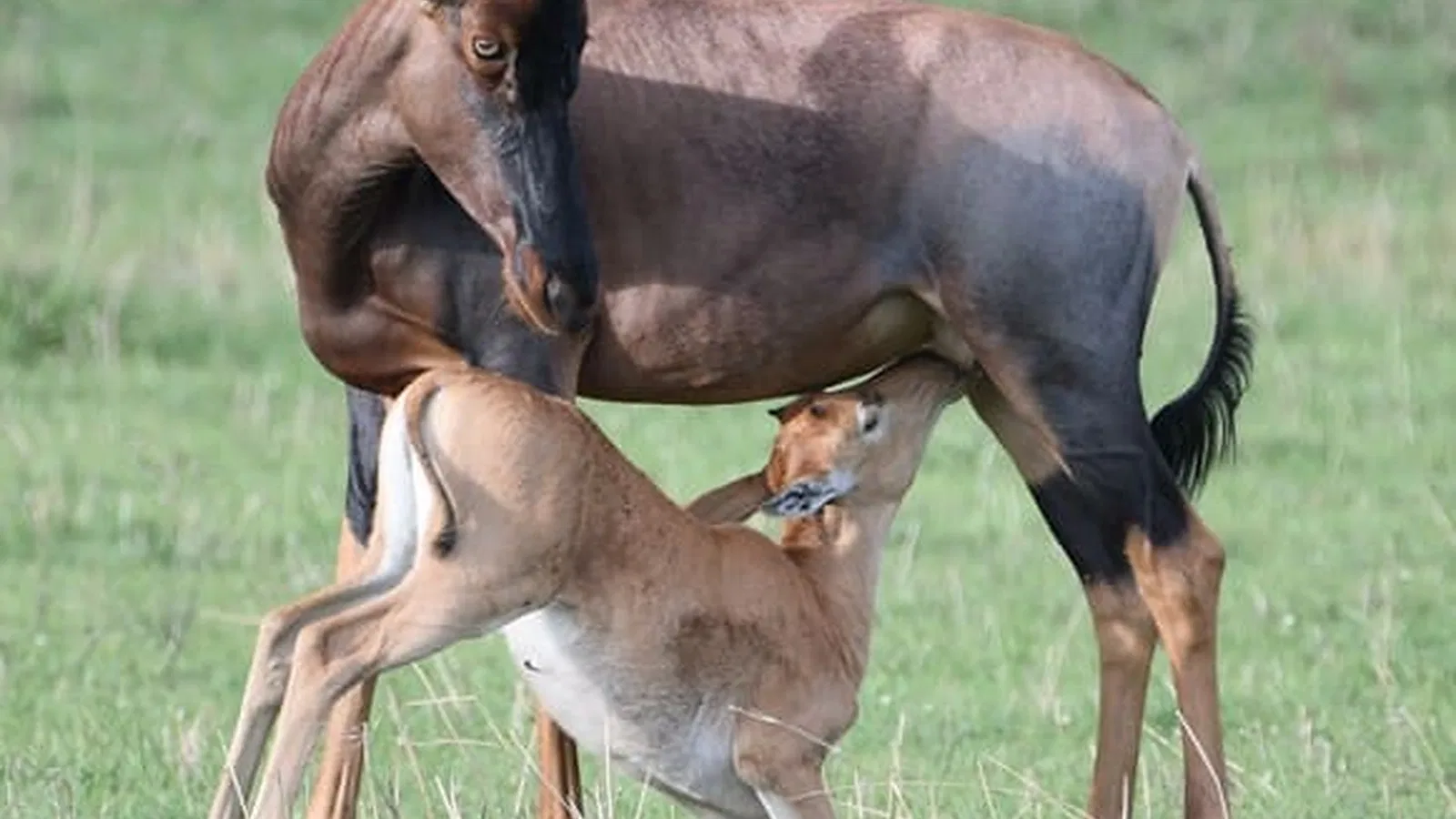 14 Days Tanzania Safari and Beach Package 2026 to 2027
