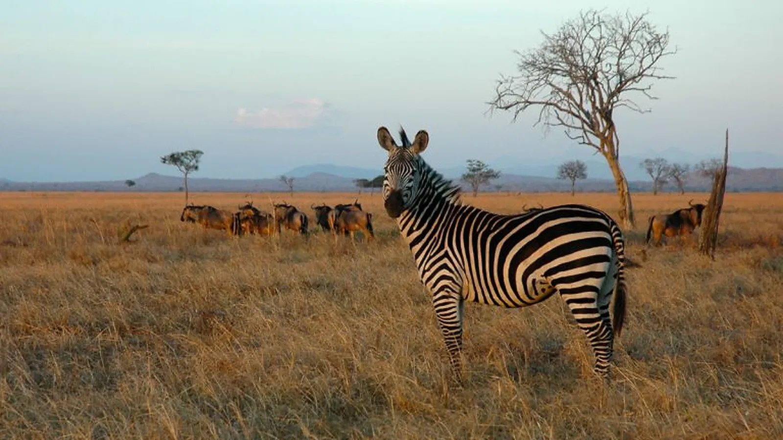 15 Days Private Kilimanjaro Safari and Zanzibar Package 2026 to 2027