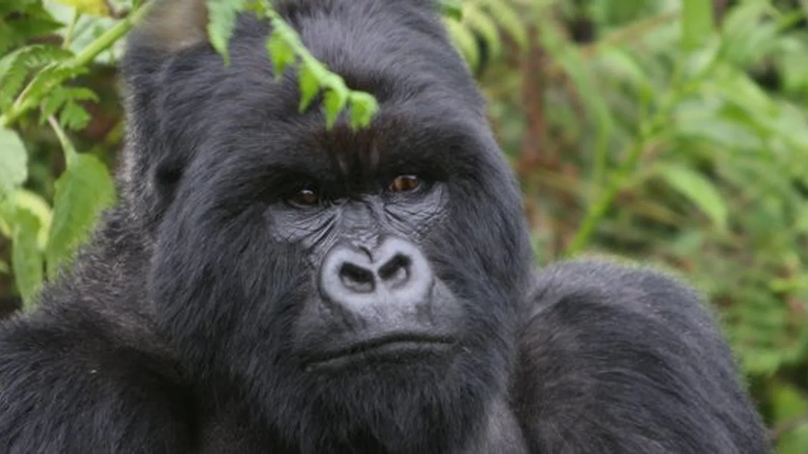 16 Days Kilimanjaro and Safari Package 2026 to 2027