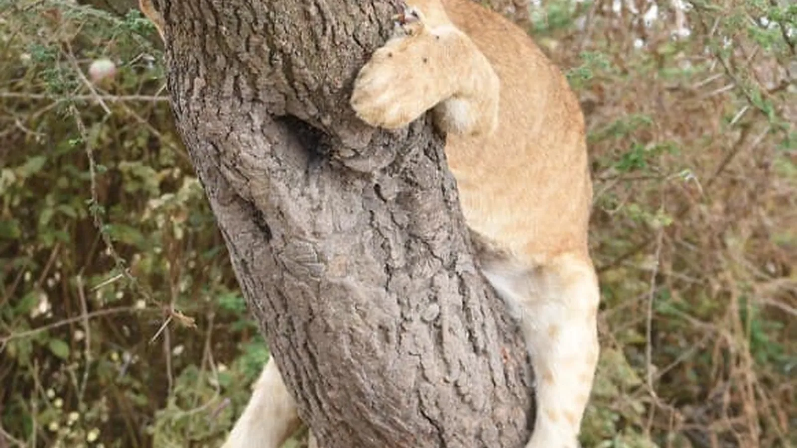 16 Days Tanzania Safari and Beach Package 2026 to 2027