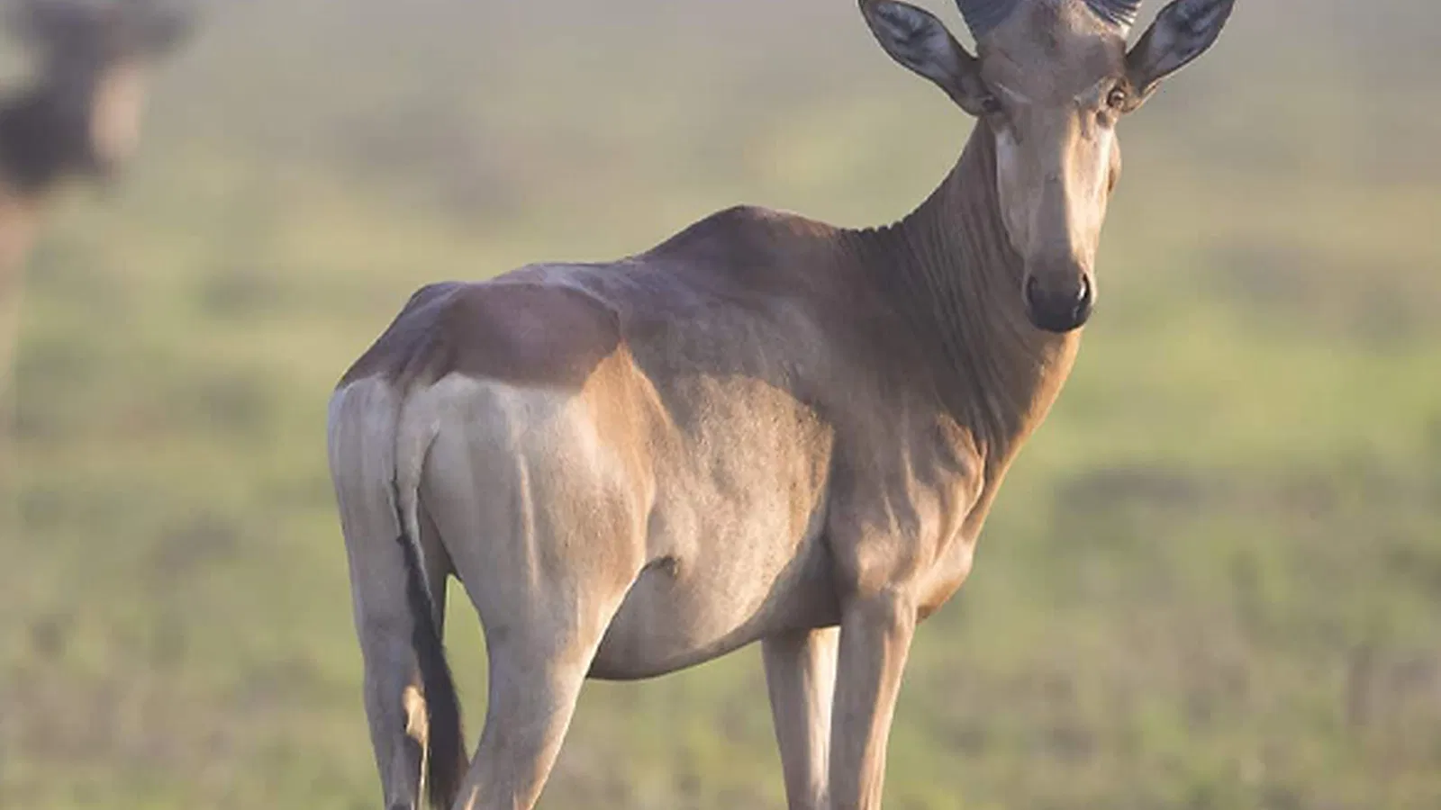 19 Days Tanzania Safari and Beach Package 2026 to 2027