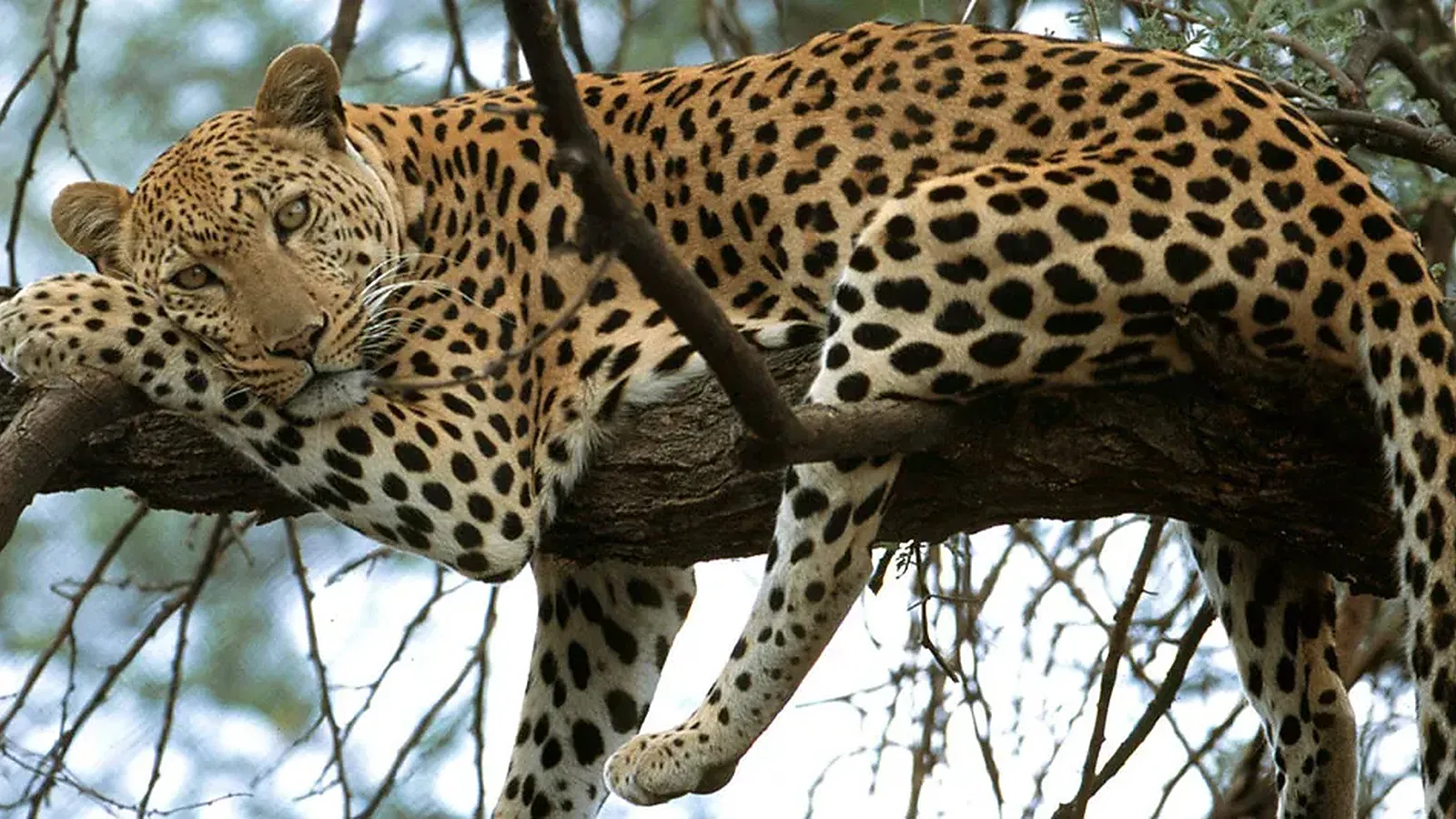 2 Days Budget Camping Tanzania Safari 2026 to 2027: Tarangire Ngorongoro