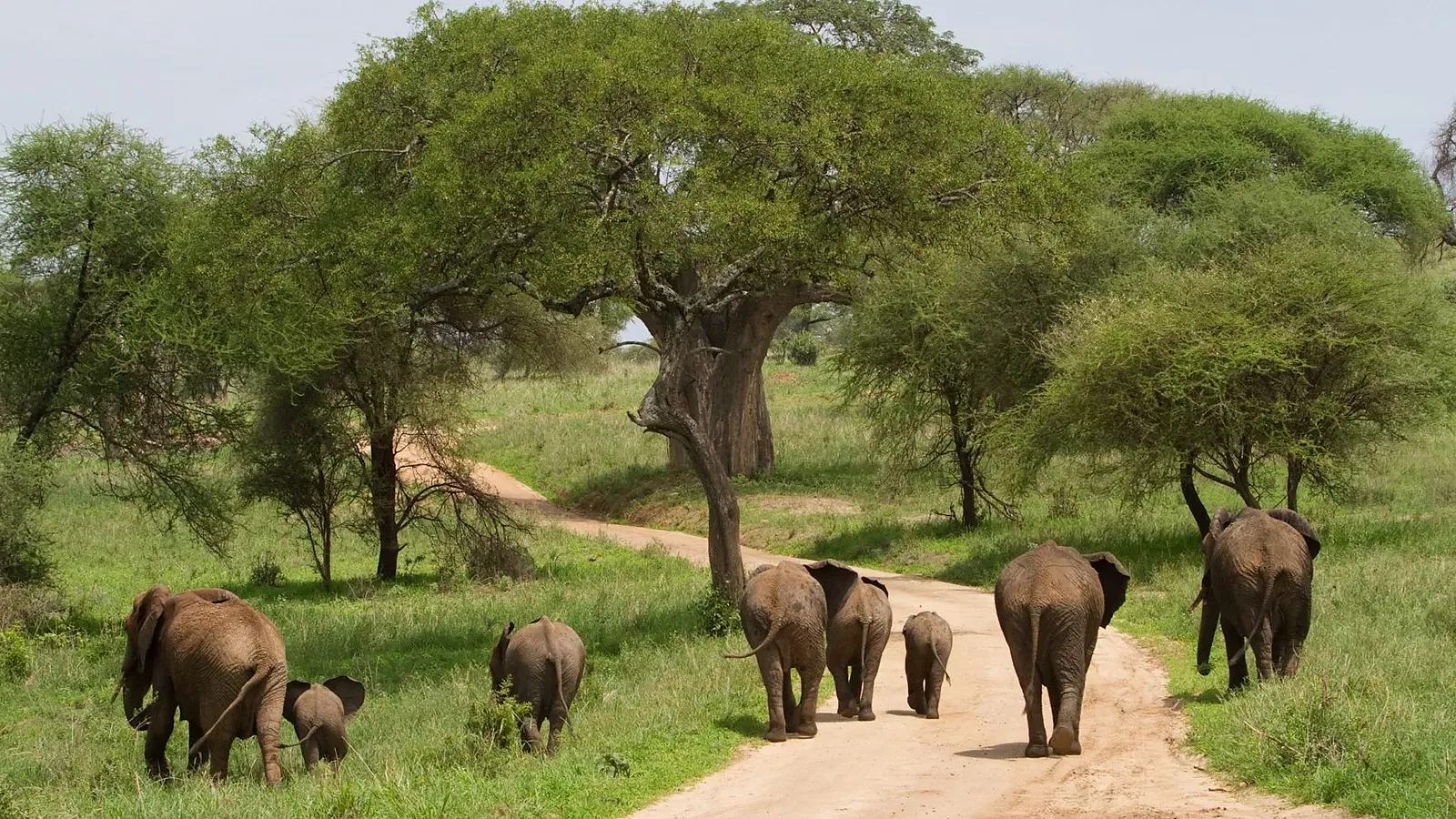 2 Days Luxury Lodge Tanzania Safari 2026 to 2027: Tarangire Ndutu Ngorongoro