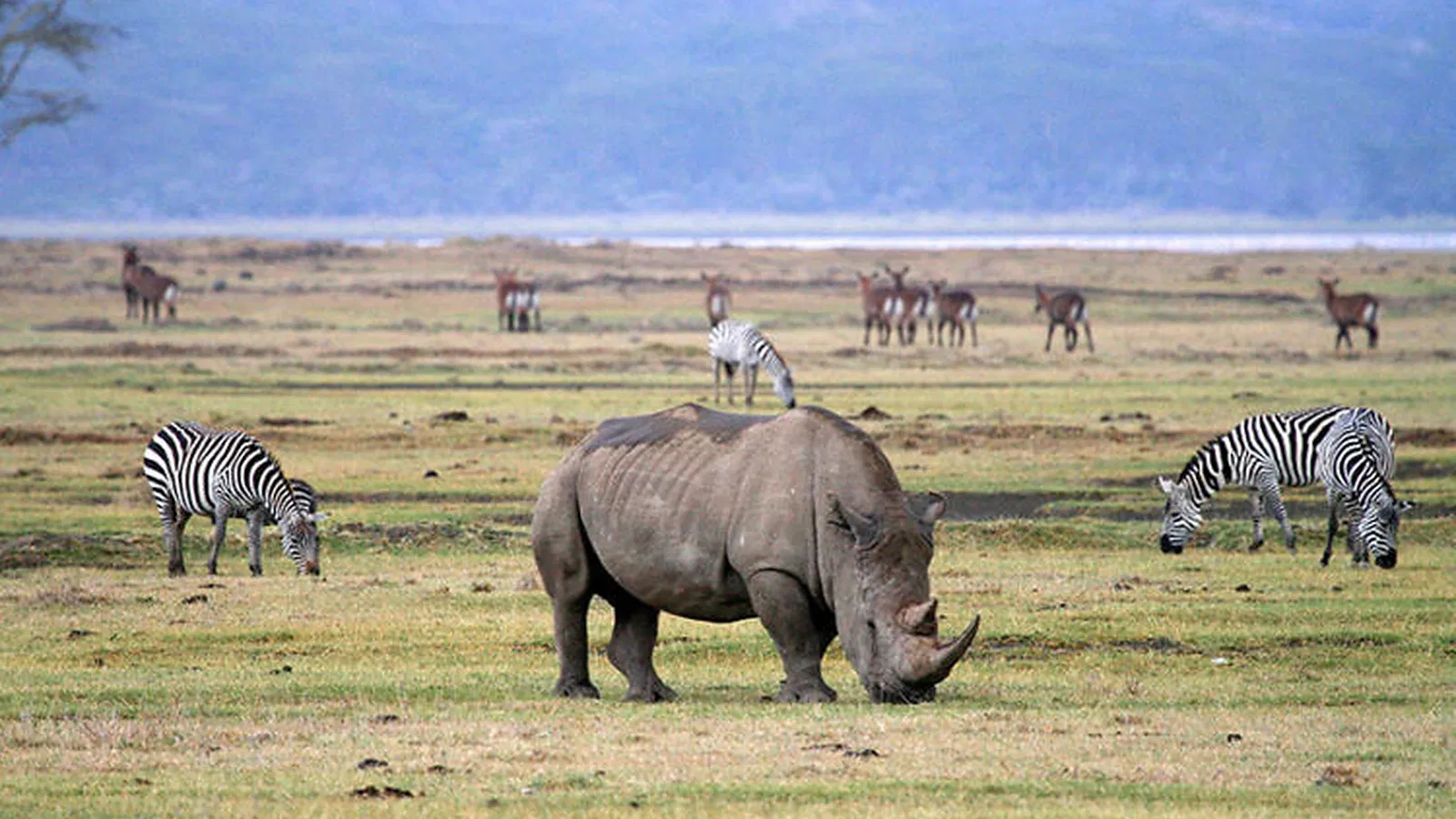 2 Days Private Tanzania Safari 2026 to 2027: Lake Natron Serengeti Ngorongoro