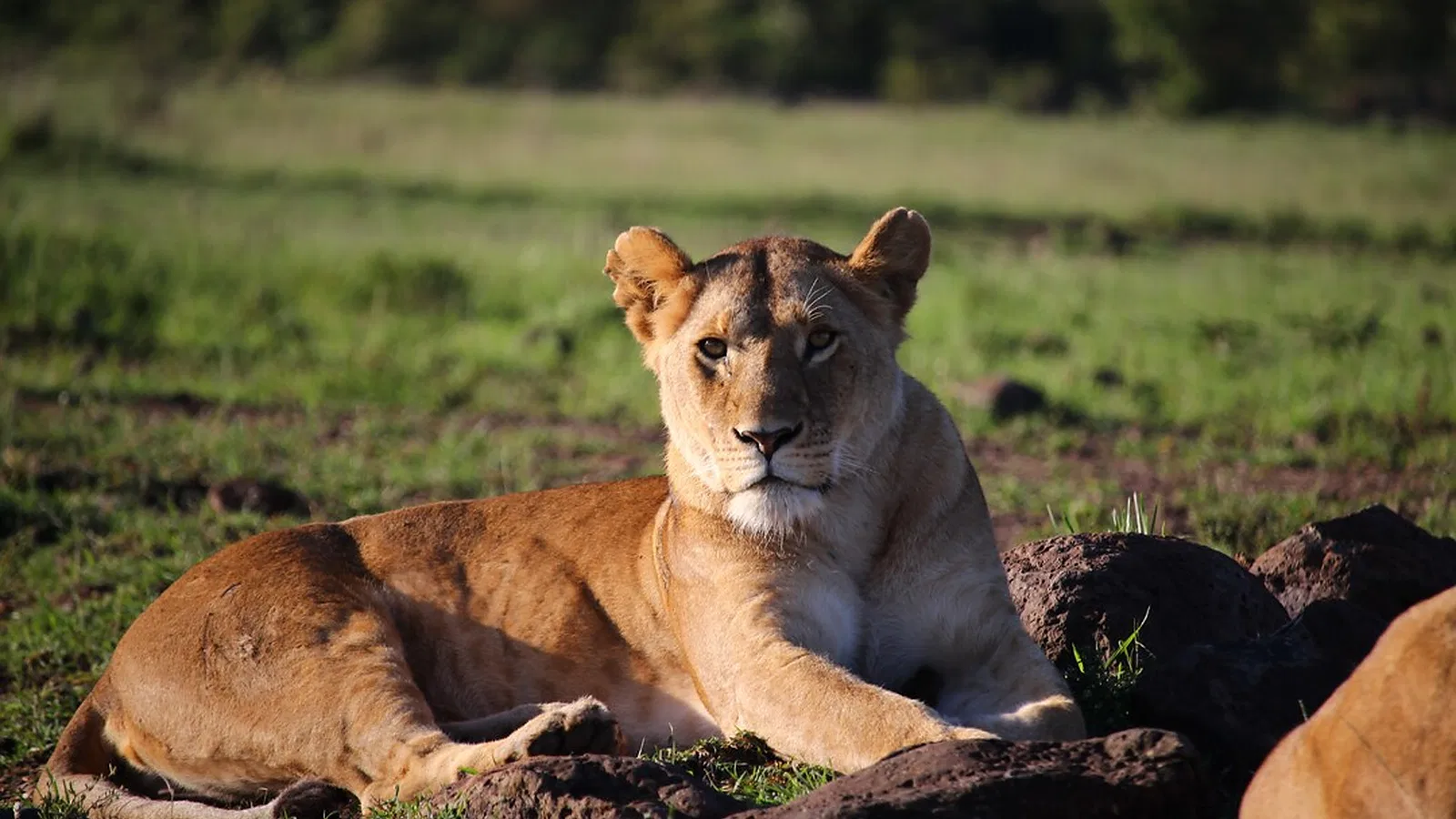 20 Days Kilimanjaro and Safari Package 2026 to 2027