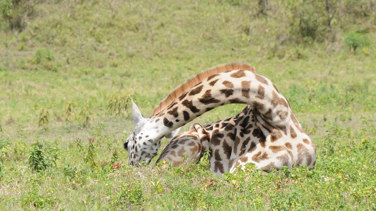 3 Days Classic Northern Circuit Tanzania Safari 2026 to 2027: Lake Natron Serengeti Ngorongoro