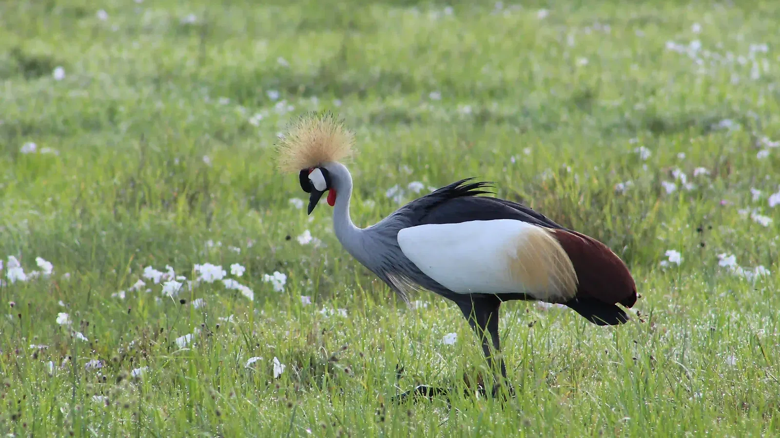 3 Days Family Tanzania Safari 2026 to 2027: Tarangire Ngorongoro