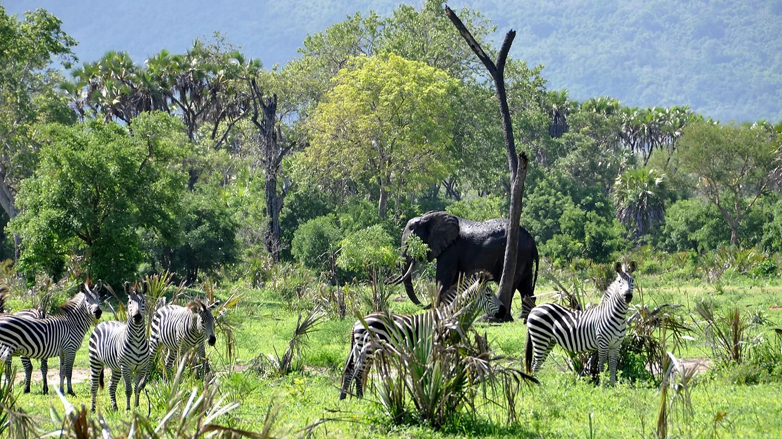 3 Days Midrange Lodge Tanzania Safari 2026 to 2027: Tarangire Lake Manyara Ngorongoro