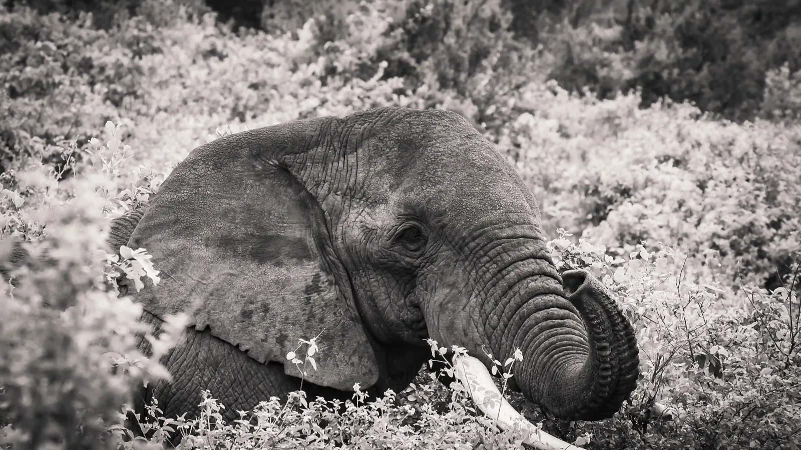3 Days Midrange Tanzania Safari 2026 to 2027: Tarangire Serengeti Ngorongoro