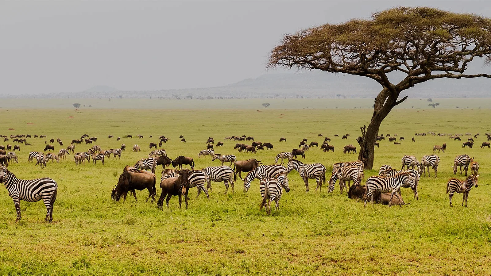 4 Days Luxury Lodge Tanzania Safari 2026 to 2027: Tarangire Serengeti Ngorongoro