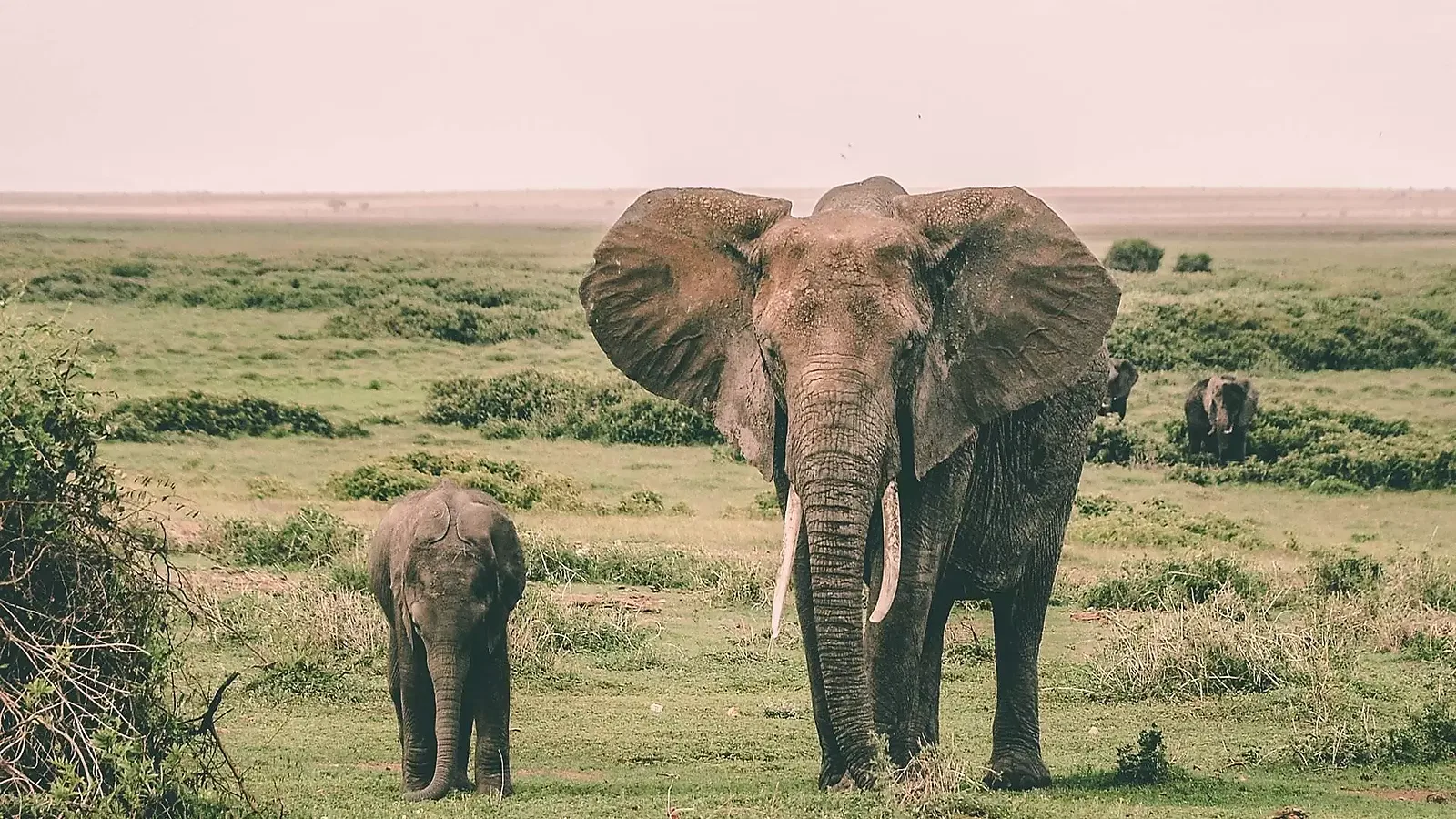 4 Days Private Tanzania Safari 2026 to 2027: Tarangire Ndutu Ngorongoro