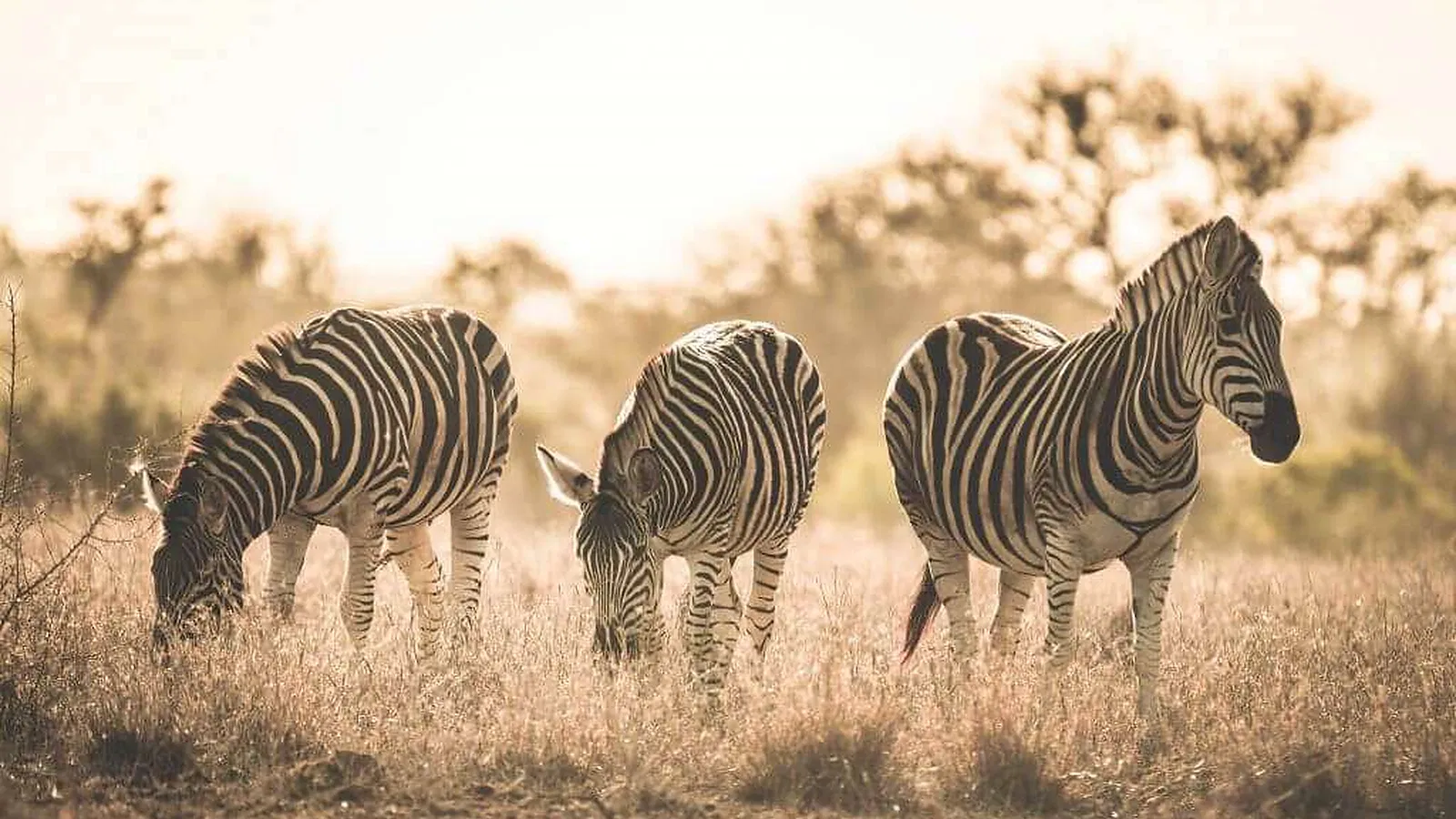 5 Days Family Tanzania Safari 2026 to 2027: Lake Eyasi Ngorongoro Serengeti