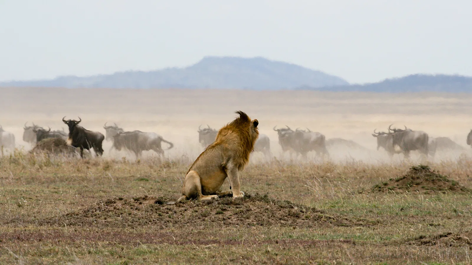 5 Days Honeymoon Tanzania Safari 2026 to 2027: Tarangire Ngorongoro