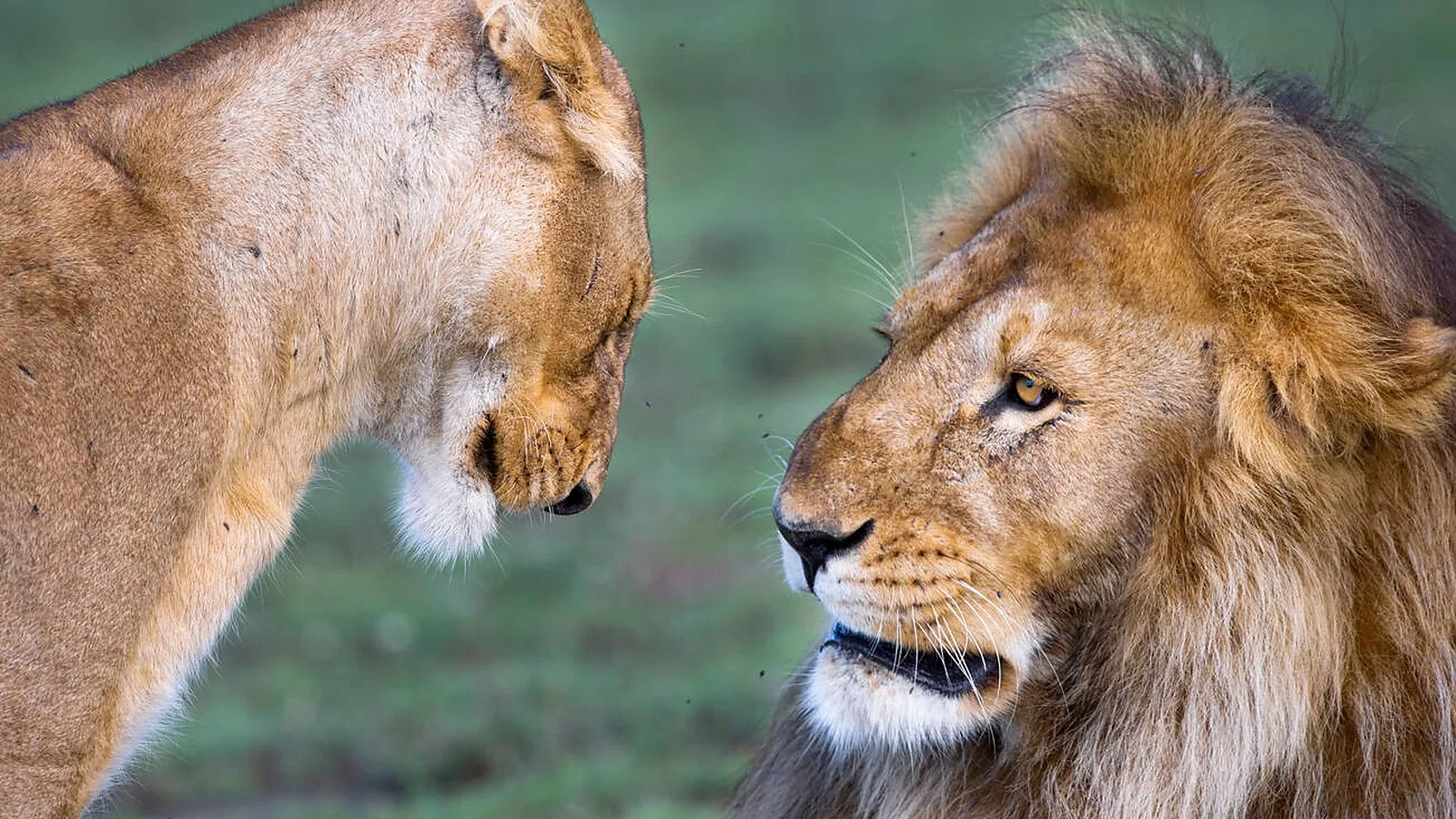 5 Days Luxury Lodge Tanzania Safari 2026 to 2027: Arusha Tarangire Serengeti