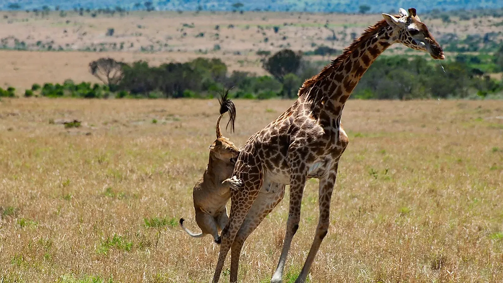 6 Days Comfort Lodge Tanzania Safari 2026 to 2027: Tarangire Serengeti Ngorongoro