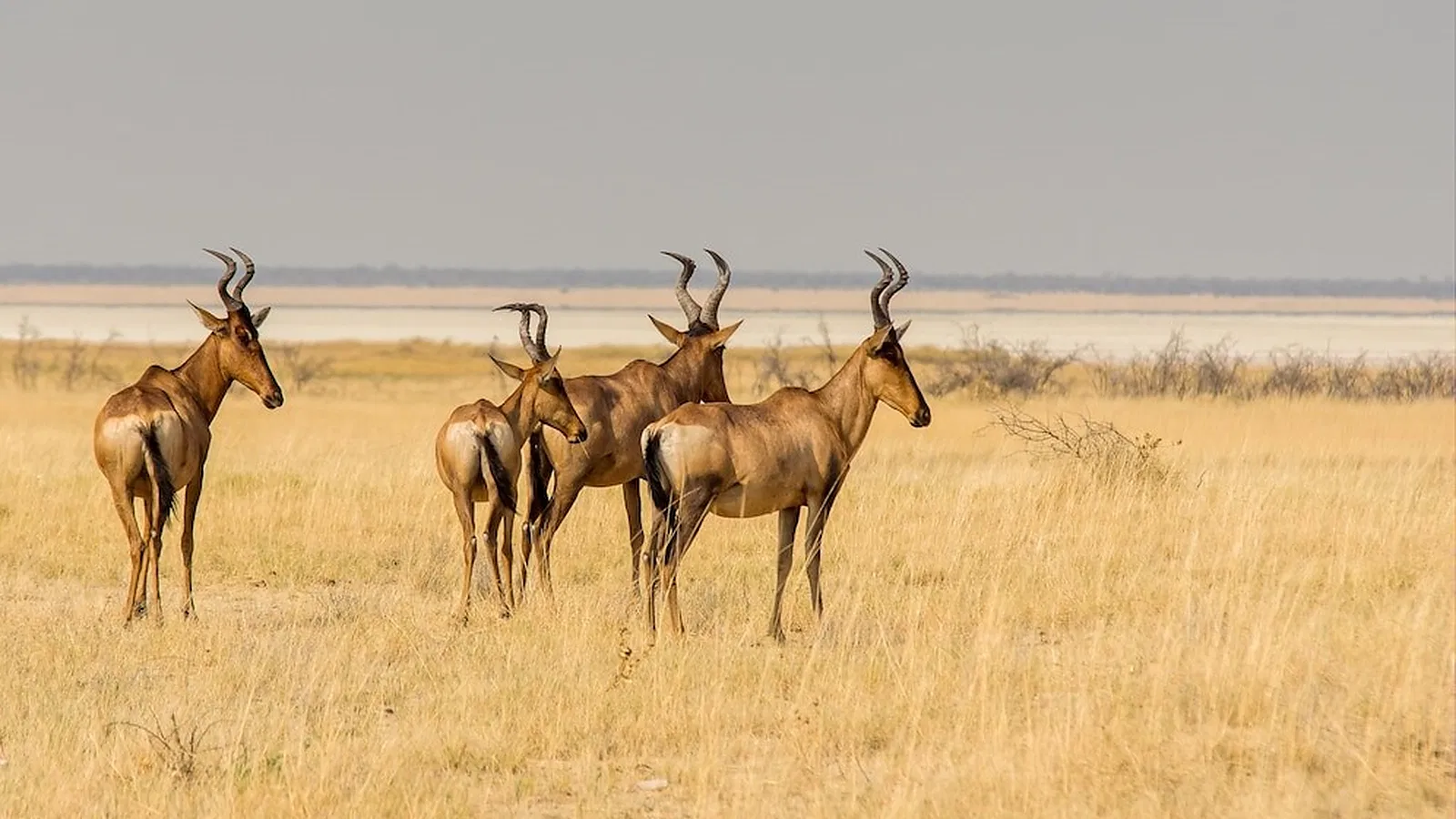 6 Days Great Migration Tanzania Safari 2026 to 2027: Lake Manyara Serengeti Ngorongoro