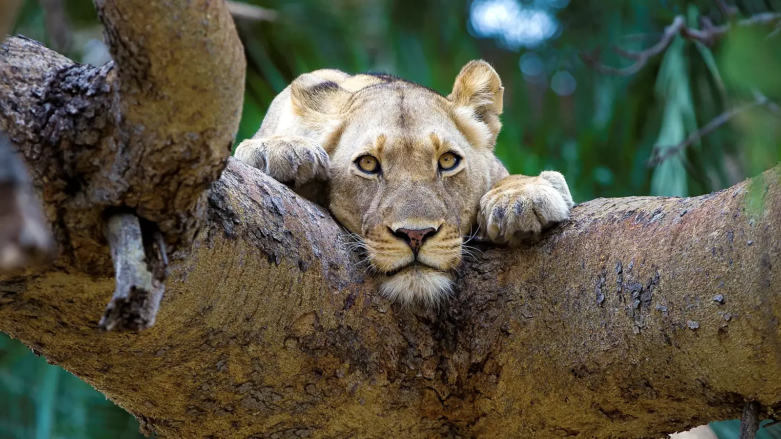 6 Days Midrange Lodge Tanzania Safari 2026 to 2027: Tarangire Ngorongoro