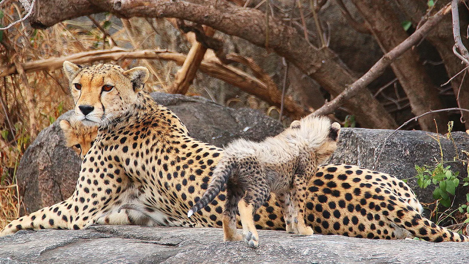 6 Days Private Tanzania Safari 2026 to 2027: Tarangire Serengeti Ngorongoro