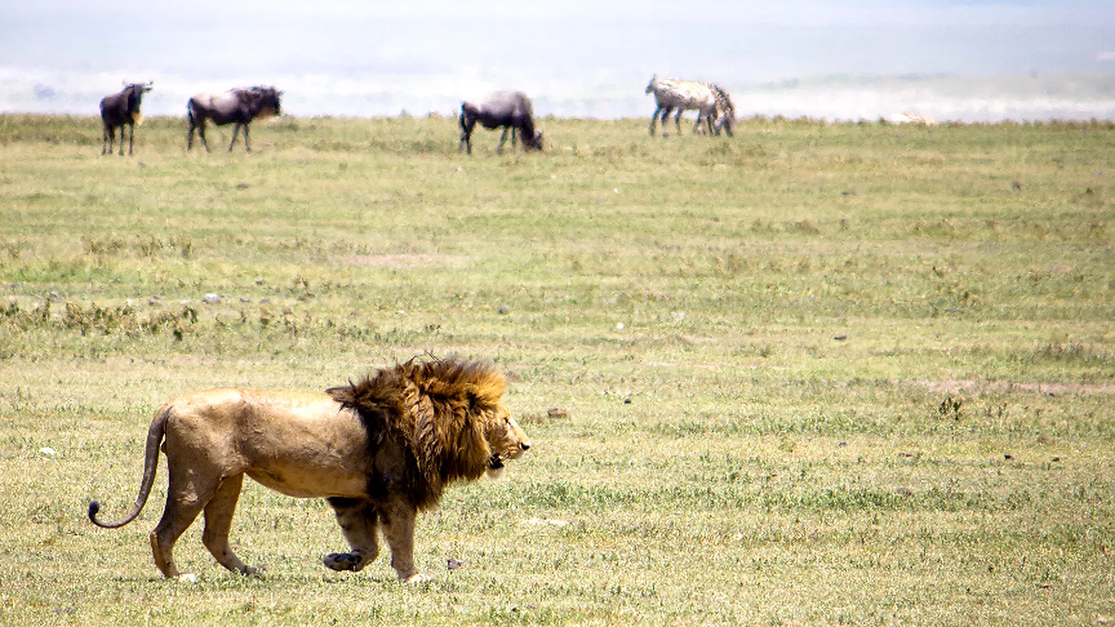 7 Days Budget Camping Tanzania Safari 2026 to 2027: Tarangire Ndutu Ngorongoro