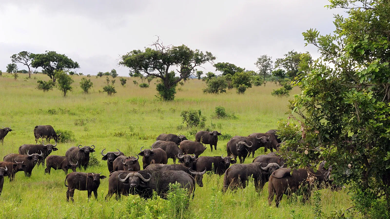 7 Days Family Tanzania Safari 2026 to 2027: Arusha Tarangire Serengeti