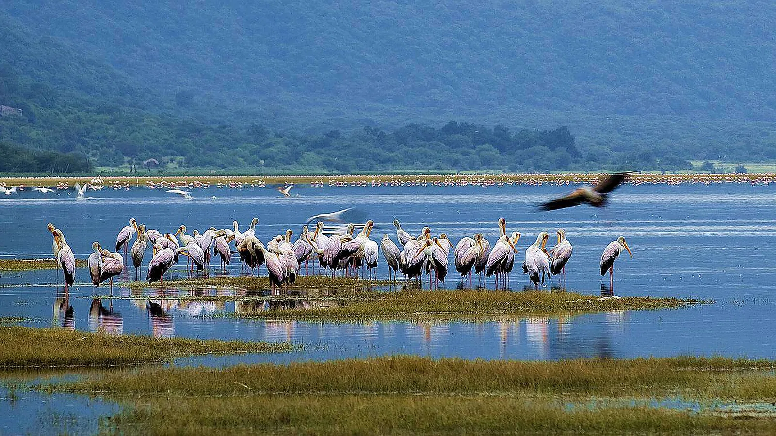 7 Days Luxury Lodge Tanzania Safari 2026 to 2027: Lake Manyara Serengeti Ngorongoro