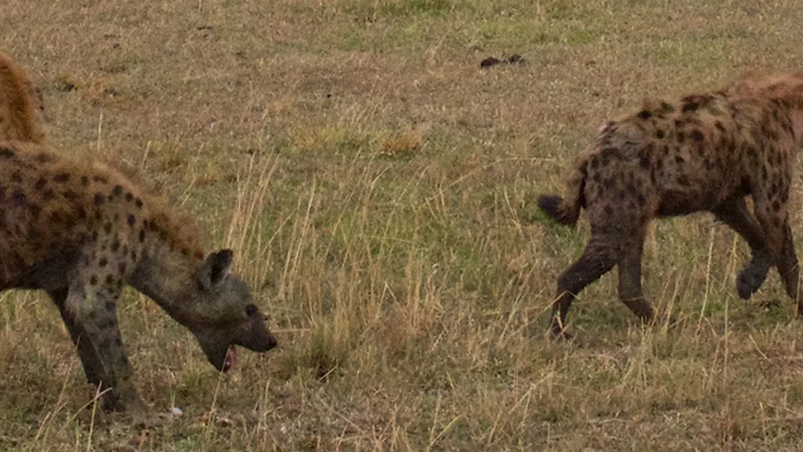 8 Days Family Tanzania Safari 2026 to 2027: Tarangire Ndutu Ngorongoro