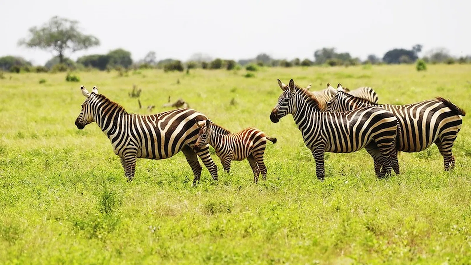 8 Days Great Migration Tanzania Safari 2026 to 2027: Tarangire Lake Manyara Ngorongoro