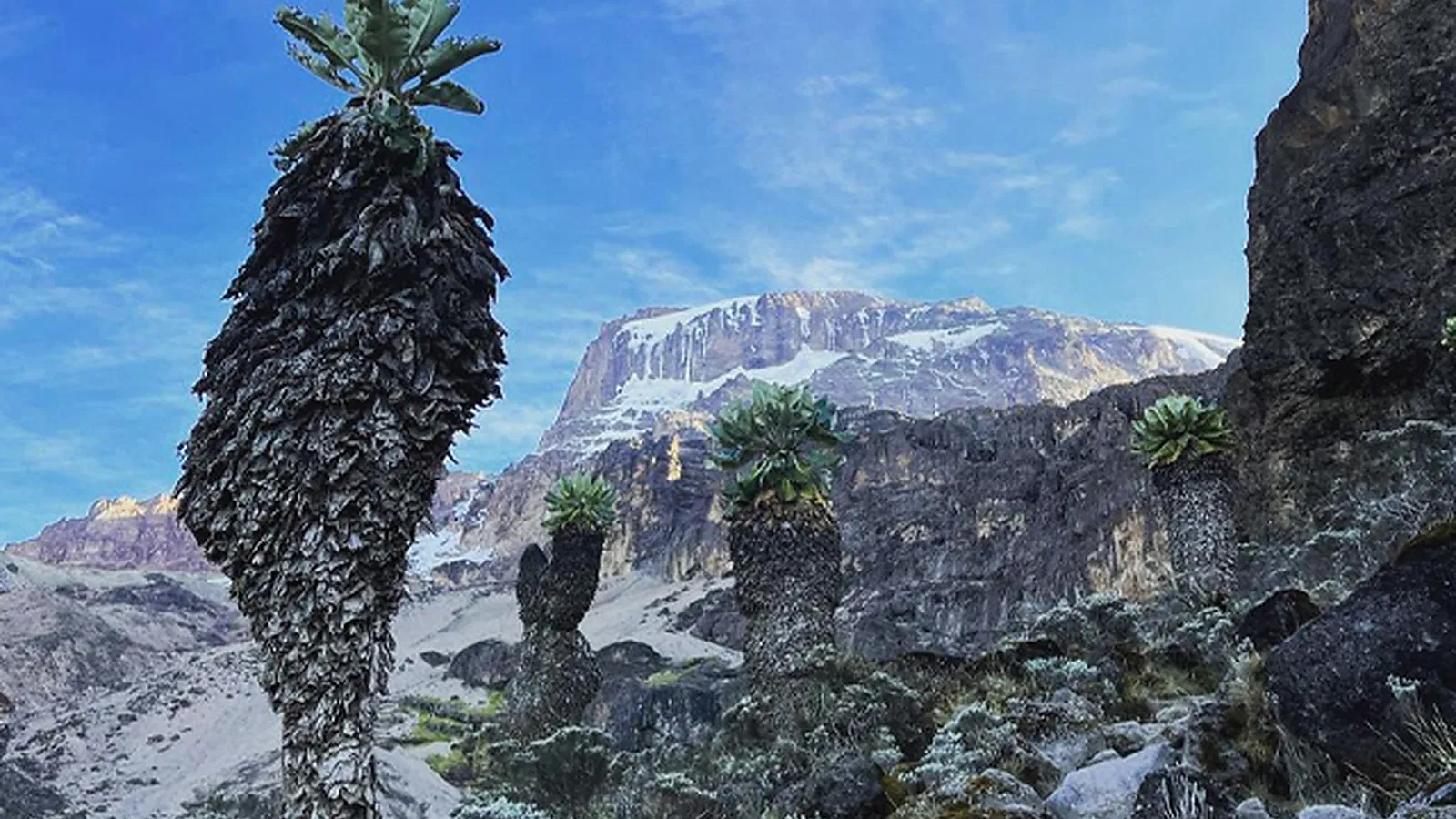 8 Days Lemosho Route Kilimanjaro Group Joining Climb 2026 to 2027