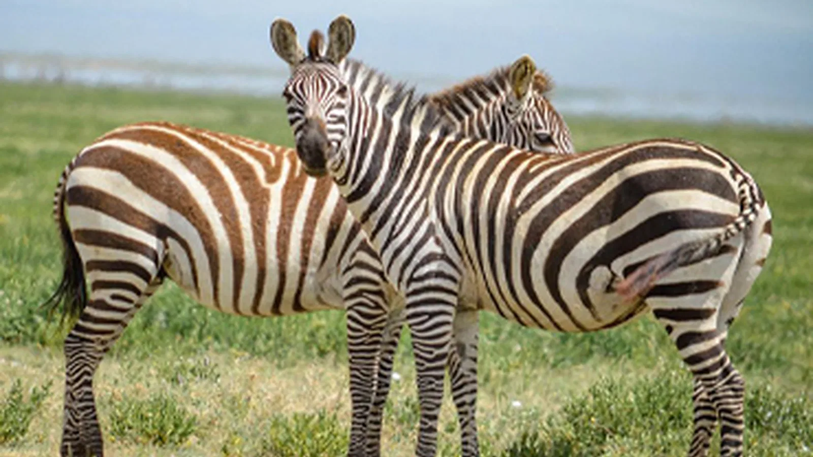 8 Days Midrange Lodge Tanzania Safari 2026 to 2027: Lake Eyasi Ngorongoro Serengeti