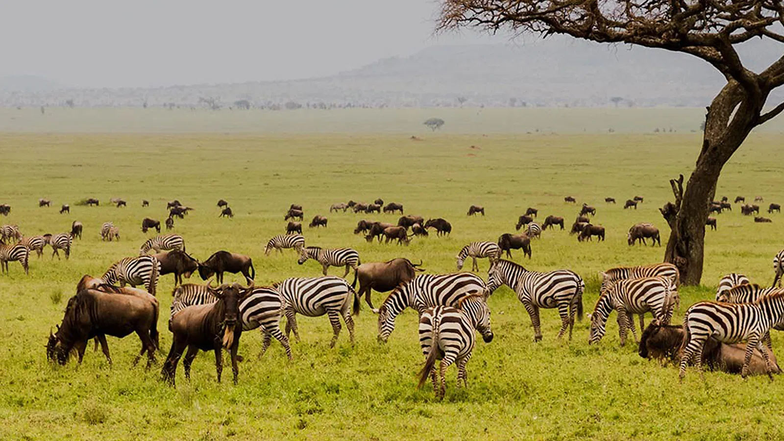 8 Days Photography Tanzania Safari 2026 to 2027: Lake Natron Serengeti Ngorongoro