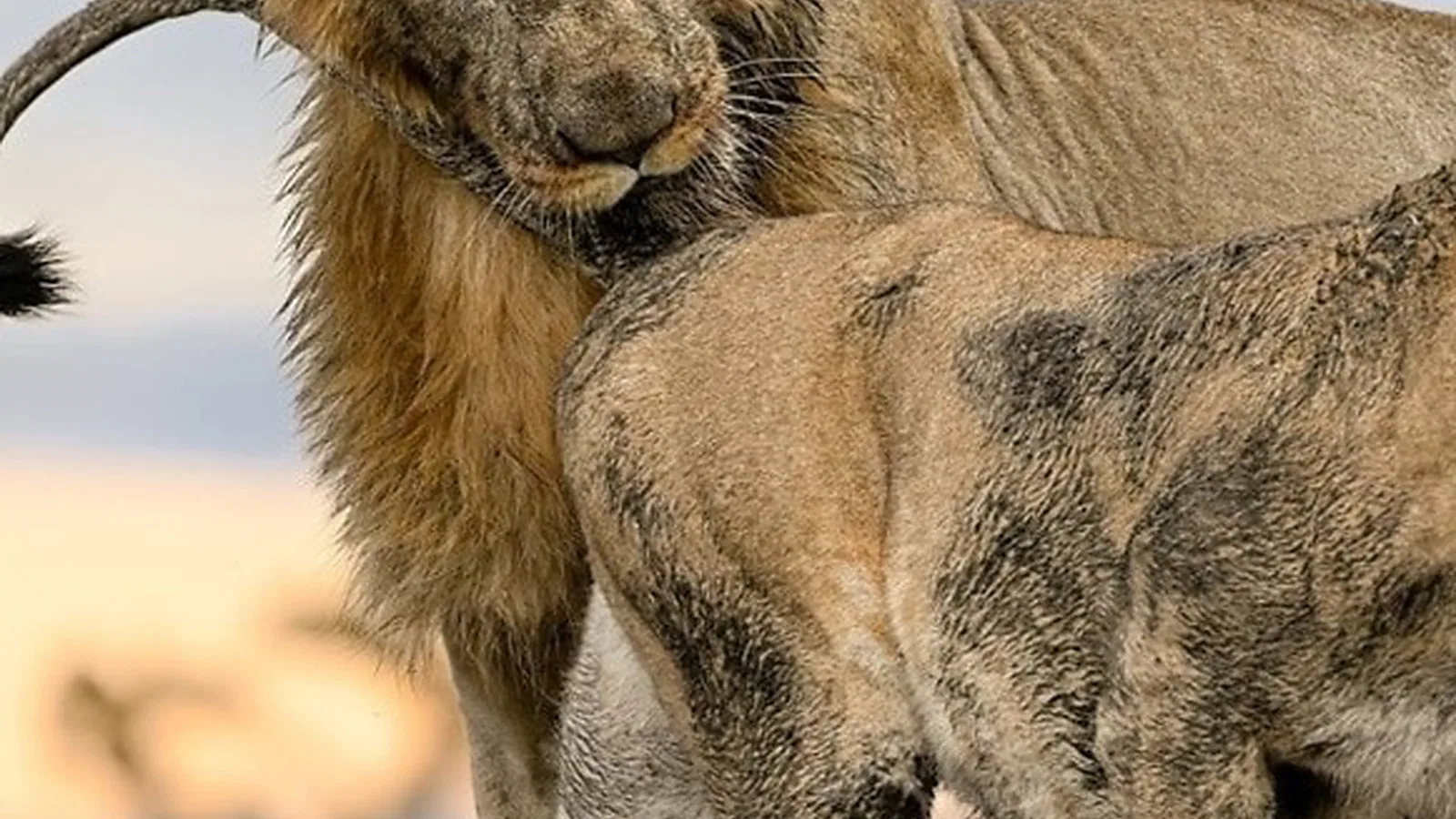 9 Days Budget Camping Tanzania Safari 2026 to 2027: Tarangire Serengeti Ngorongoro