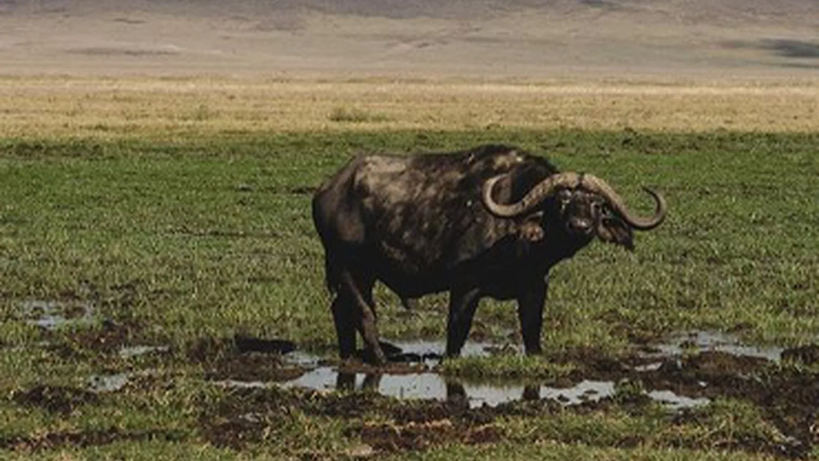 9 Days Classic Northern Circuit Tanzania Safari 2026 to 2027: Tarangire Serengeti Ngorongoro
