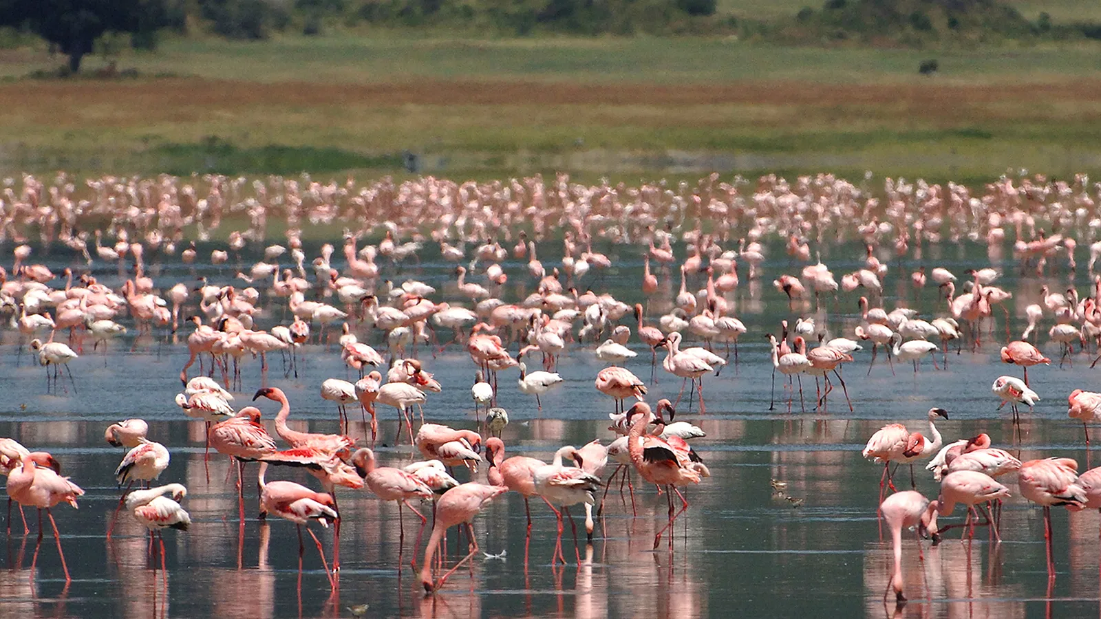 9 Days Luxury Lodge Tanzania Safari 2026 to 2027: Tarangire Lake Manyara Ngorongoro