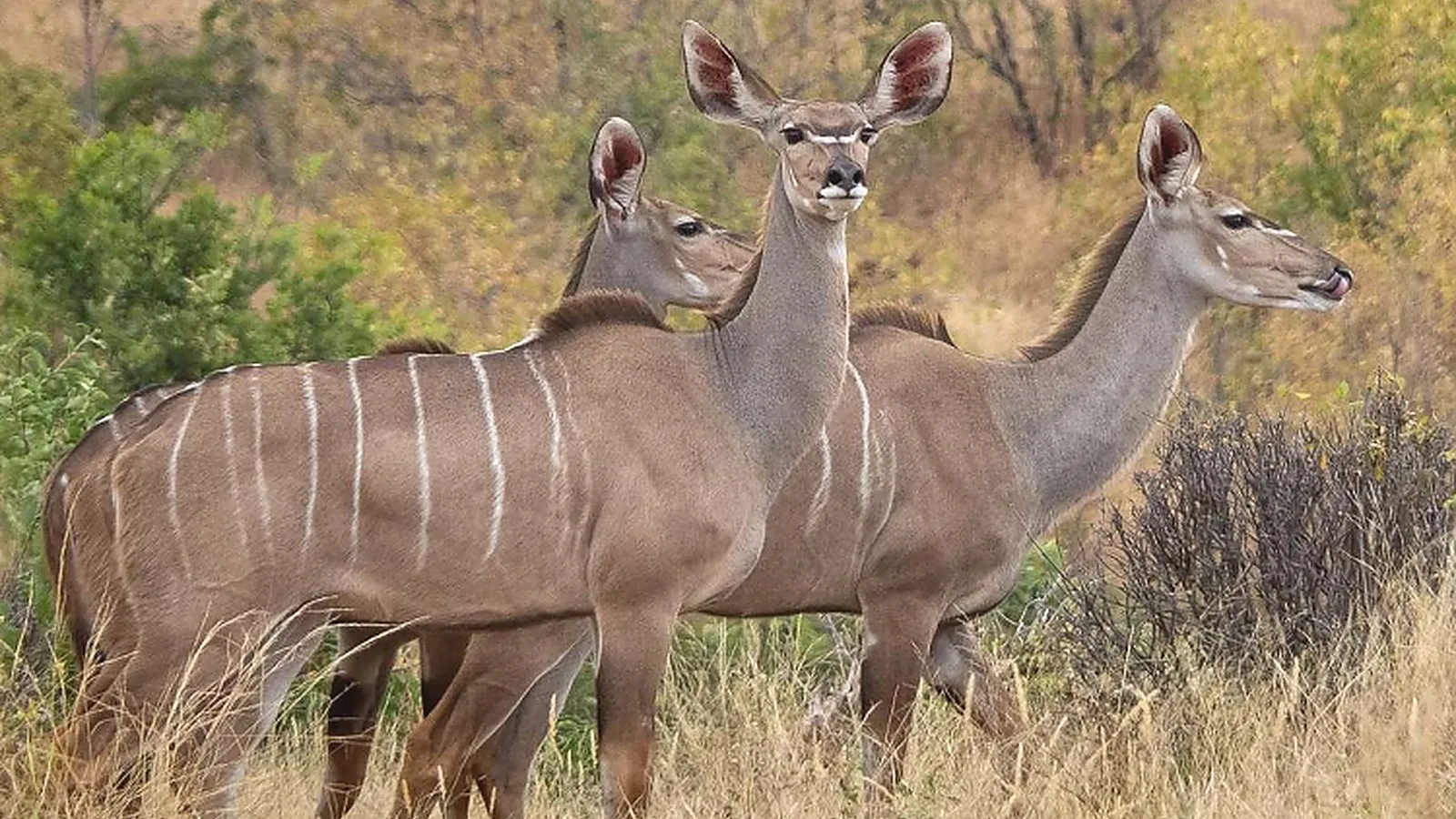 9 Days Photography Tanzania Safari 2026 to 2027: Tarangire Ngorongoro