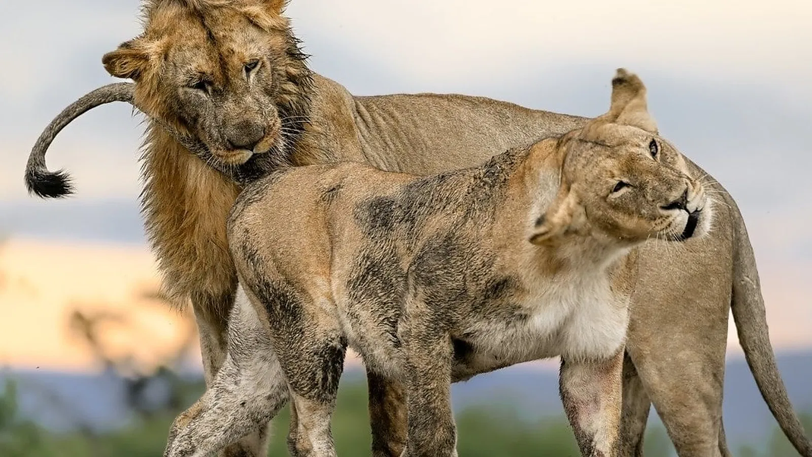9 Days Private Safari and Zanzibar Package 2026 to 2027