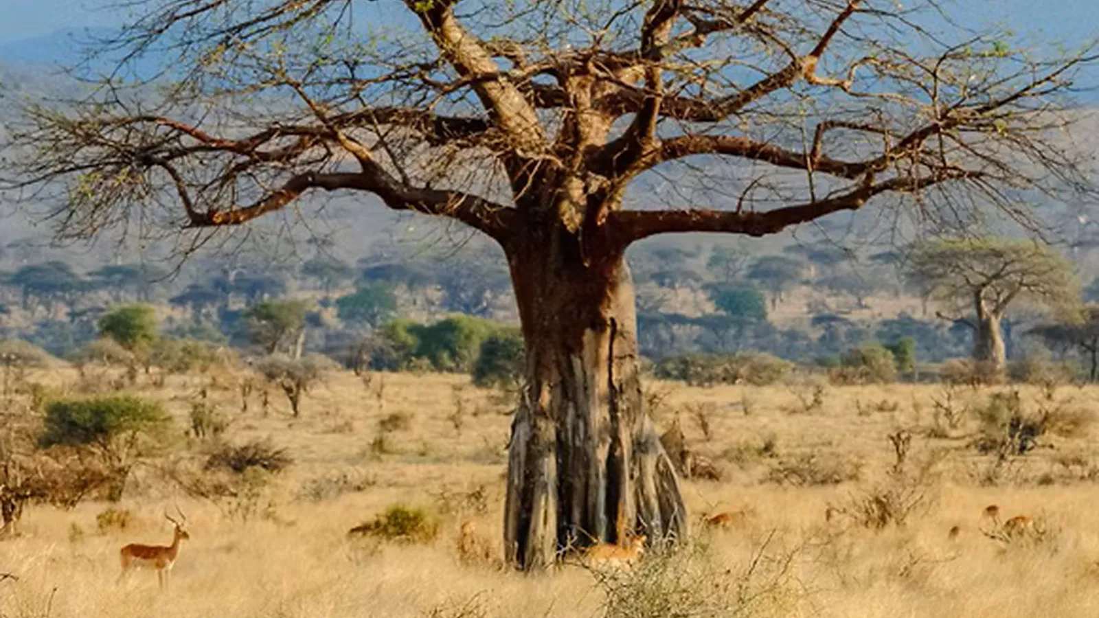 9 Days Private Tanzania Safari and Beach Package 2026 to 2027