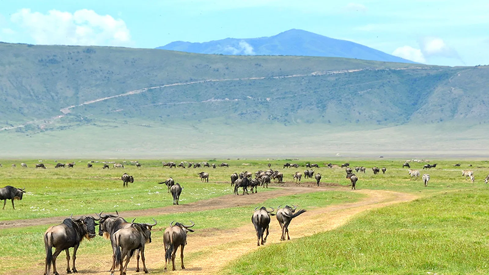 From Arusha: 1 Day Private Ngorongoro Crater Trip