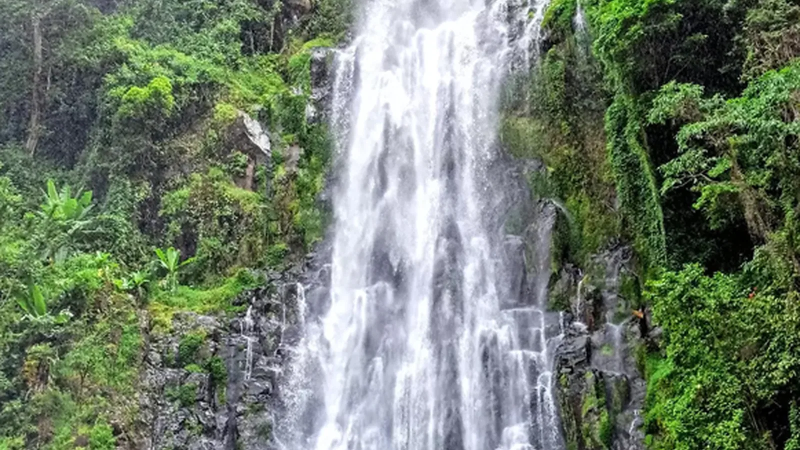 From Arusha: 1 Day Rau Forest Nature Walk Tour with Local Guide