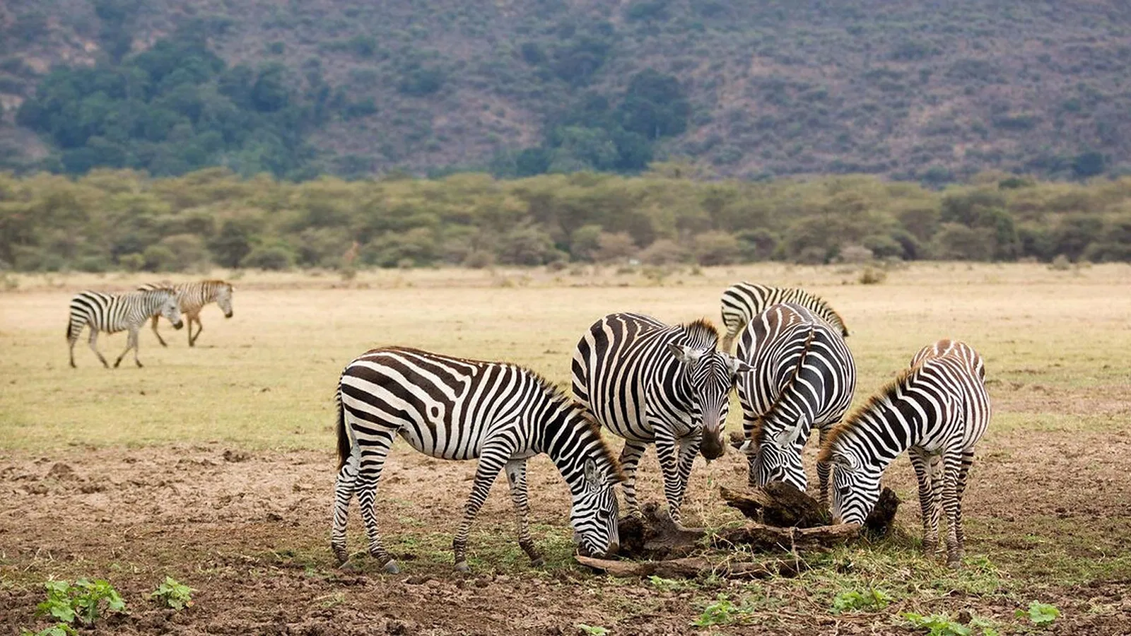 From Kilimanjaro Airport JRO: 1 Day Lake Manyara National Park Tour with Local Guide