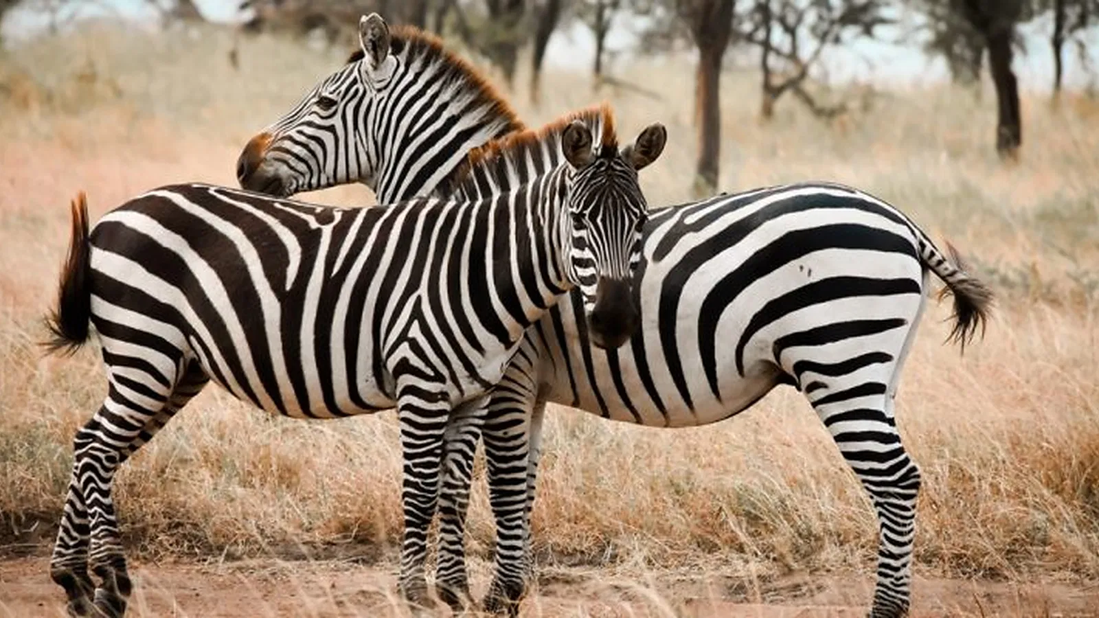 From Kilimanjaro Airport JRO: 1 Day Private Lake Manyara National Park Trip